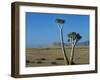 Quiver Tree and Bloodkopje Northern Section of Park-Mark Hannaford-Framed Photographic Print