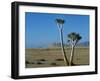 Quiver Tree and Bloodkopje Northern Section of Park-Mark Hannaford-Framed Photographic Print