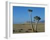 Quiver Tree and Bloodkopje Northern Section of Park-Mark Hannaford-Framed Photographic Print