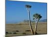 Quiver Tree and Bloodkopje Northern Section of Park-Mark Hannaford-Mounted Photographic Print