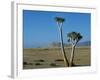 Quiver Tree and Bloodkopje Northern Section of Park-Mark Hannaford-Framed Photographic Print