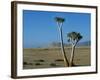 Quiver Tree and Bloodkopje Northern Section of Park-Mark Hannaford-Framed Photographic Print