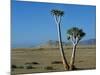 Quiver Tree and Bloodkopje Northern Section of Park-Mark Hannaford-Mounted Photographic Print