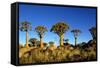Quiver Tree at Sunrise in Namibia, Africa-crystalfoto-Framed Stretched Canvas