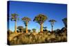 Quiver Tree at Sunrise in Namibia, Africa-crystalfoto-Stretched Canvas