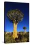 Quiver Tree at Sunrise in Namibia, Africa-crystalfoto-Stretched Canvas