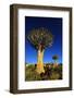 Quiver Tree at Sunrise in Namibia, Africa-crystalfoto-Framed Photographic Print