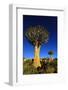 Quiver Tree at Sunrise in Namibia, Africa-crystalfoto-Framed Photographic Print