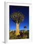 Quiver Tree at Sunrise in Namibia, Africa-crystalfoto-Framed Photographic Print