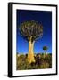Quiver Tree at Sunrise in Namibia, Africa-crystalfoto-Framed Photographic Print