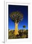 Quiver Tree at Sunrise in Namibia, Africa-crystalfoto-Framed Photographic Print