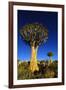 Quiver Tree at Sunrise in Namibia, Africa-crystalfoto-Framed Photographic Print