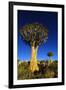 Quiver Tree at Sunrise in Namibia, Africa-crystalfoto-Framed Photographic Print