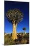 Quiver Tree at Sunrise in Namibia, Africa-crystalfoto-Mounted Photographic Print