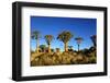 Quiver Tree at Sunrise in Namibia, Africa-crystalfoto-Framed Photographic Print