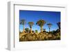 Quiver Tree at Sunrise in Namibia, Africa-crystalfoto-Framed Photographic Print