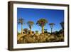 Quiver Tree at Sunrise in Namibia, Africa-crystalfoto-Framed Photographic Print