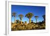 Quiver Tree at Sunrise in Namibia, Africa-crystalfoto-Framed Photographic Print