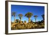 Quiver Tree at Sunrise in Namibia, Africa-crystalfoto-Framed Photographic Print