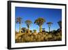 Quiver Tree at Sunrise in Namibia, Africa-crystalfoto-Framed Photographic Print