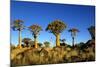 Quiver Tree at Sunrise in Namibia, Africa-crystalfoto-Mounted Photographic Print