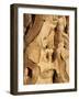 Quiver Tree Bark, Quiver Tree Forest, Keetmanshoop, Namibia, Africa-Ann & Steve Toon-Framed Photographic Print