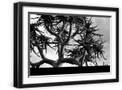 Black Frame