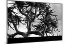 Wood Mount