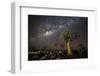 Quiver Tree Forest (Aloe Dichotoma) at Night with Stars and the Milky Way, Keetmanshoop, Namibia-Wim van den Heever-Framed Photographic Print