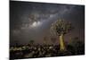 Quiver Tree Forest (Aloe Dichotoma) at Night with Stars and the Milky Way, Keetmanshoop, Namibia-Wim van den Heever-Mounted Photographic Print