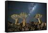 Quiver Tree Forest (Aloe Dichotoma) at Night with Stars and the Milky Way, Keetmanshoop, Namibia-Wim van den Heever-Framed Stretched Canvas