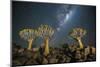 Quiver Tree Forest (Aloe Dichotoma) at Night with Stars and the Milky Way, Keetmanshoop, Namibia-Wim van den Heever-Mounted Photographic Print
