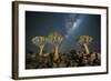 Quiver Tree Forest (Aloe Dichotoma) at Night with Stars and the Milky Way, Keetmanshoop, Namibia-Wim van den Heever-Framed Photographic Print