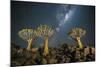 Quiver Tree Forest (Aloe Dichotoma) at Night with Stars and the Milky Way, Keetmanshoop, Namibia-Wim van den Heever-Mounted Photographic Print