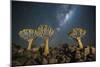 Quiver Tree Forest (Aloe Dichotoma) at Night with Stars and the Milky Way, Keetmanshoop, Namibia-Wim van den Heever-Mounted Photographic Print