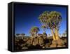 Quiver Tree Forest in Early Morning-null-Framed Stretched Canvas