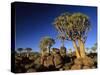 Quiver Tree Forest in Early Morning-null-Stretched Canvas