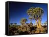 Quiver Tree Forest in Early Morning-null-Framed Stretched Canvas