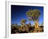 Quiver Tree Forest in Early Morning-null-Framed Photographic Print