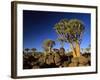 Quiver Tree Forest in Early Morning-null-Framed Photographic Print