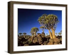 Quiver Tree Forest in Early Morning-null-Framed Photographic Print