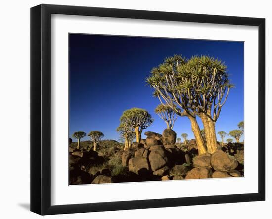 Quiver Tree Forest in Early Morning-null-Framed Photographic Print