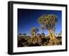 Quiver Tree Forest in Early Morning-null-Framed Photographic Print