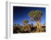 Quiver Tree Forest in Early Morning-null-Framed Photographic Print