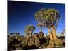 Quiver Tree Forest in Early Morning-null-Mounted Photographic Print