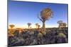 Quiver Tree Forest Outside of Keetmanshoop, Namibia at Dawn-Felix Lipov-Mounted Photographic Print