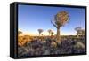 Quiver Tree Forest Outside of Keetmanshoop, Namibia at Dawn-Felix Lipov-Framed Stretched Canvas
