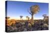 Quiver Tree Forest Outside of Keetmanshoop, Namibia at Dawn-Felix Lipov-Stretched Canvas