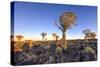 Quiver Tree Forest Outside of Keetmanshoop, Namibia at Dawn-Felix Lipov-Stretched Canvas
