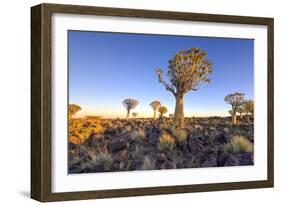 Quiver Tree Forest Outside of Keetmanshoop, Namibia at Dawn-Felix Lipov-Framed Photographic Print